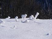 21 Rametti ghiacciati come chiodi nella neve